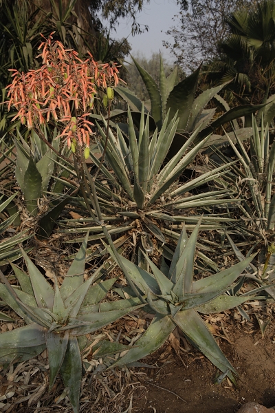 aloe grandidentata